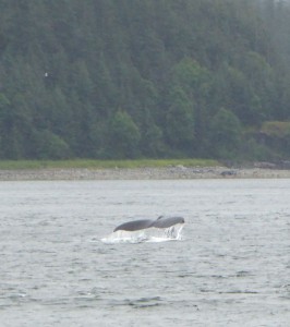Whale Watching