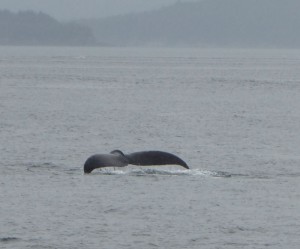 Whale Watching