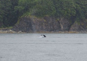 Whale Watching