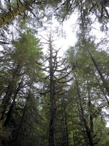 Regenwald