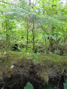 Regenwald