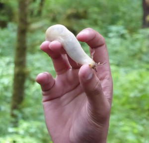 Regenwald