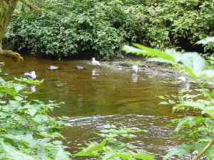 Regenwald