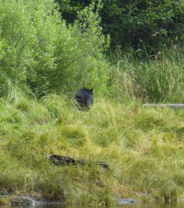 Schwarzbär 3