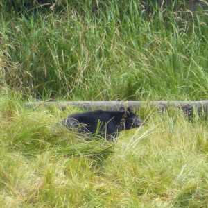 Schwarzbär 3