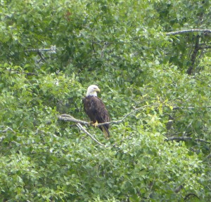 Weißkopf-Seeadler