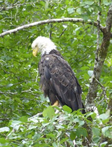 Weißkopf-Seeadler