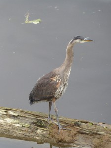 Blue Heron - Kanadareiher