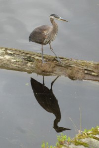 Blue Heron - Kanadareiher
