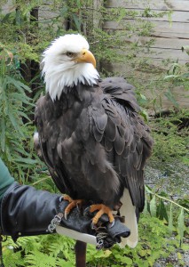 Raptor Center