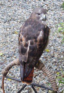 Raptor Center