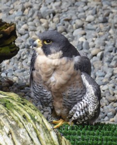 Raptor Center