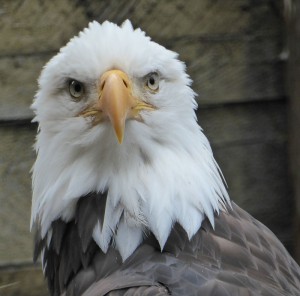 Raptor Center
