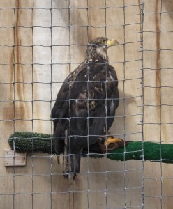 Raptor Center