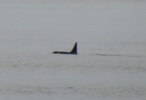 Orcas