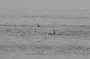 Orcas