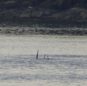 Orcas