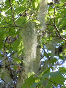 Flora