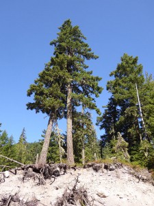 am Nisqually River