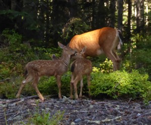 Familie Reh