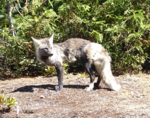 Fuchs