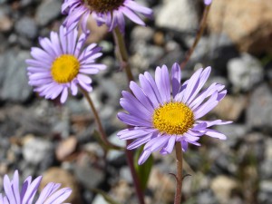 Blütenpracht in Paradise