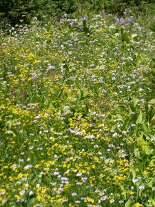 Blütenpracht in Paradise