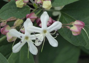 botanischer Garten