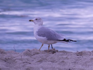 Möwe