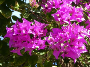 Bougainvillea