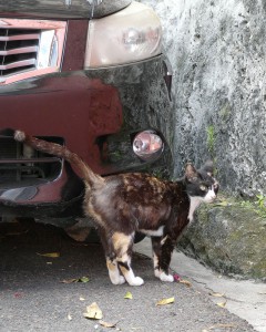 Katze