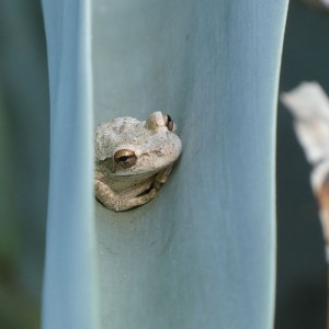 kleiner Frosch