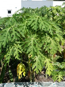 Papaya