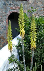 Aloe