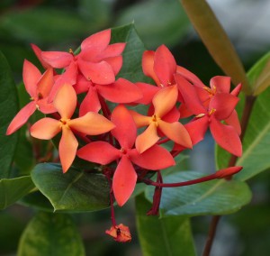 Blüten