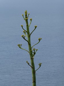 Agave