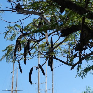 Nelson´s Dockyard