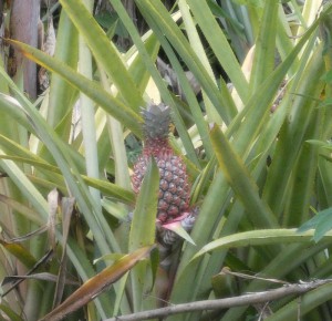 einheimische Ananas