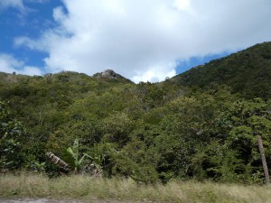 Regenwald