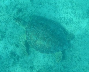 Schildkröte
