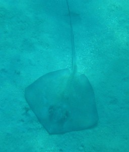 Stingray - Stachelrochen