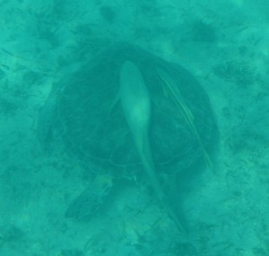 Schildkröte mit Putzerfischen