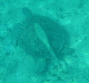 Schildkröte mit Putzerfischen