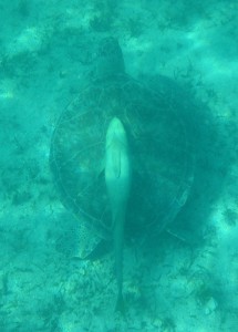 Schildkröte mit Putzerfischen