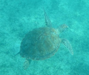 Schildkröte