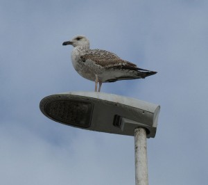 Möwe