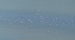 Flamingos