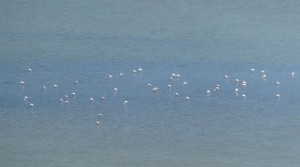 Flamingos