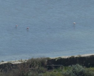 Flamingos