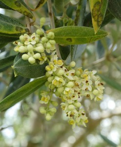 Olivenblüten